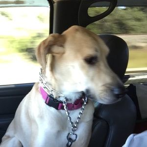 Meet your Posher, Tyson